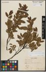 Foto von Salix waldsteiniana Willd.